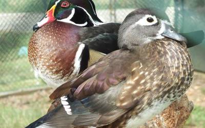 Wood Duck
