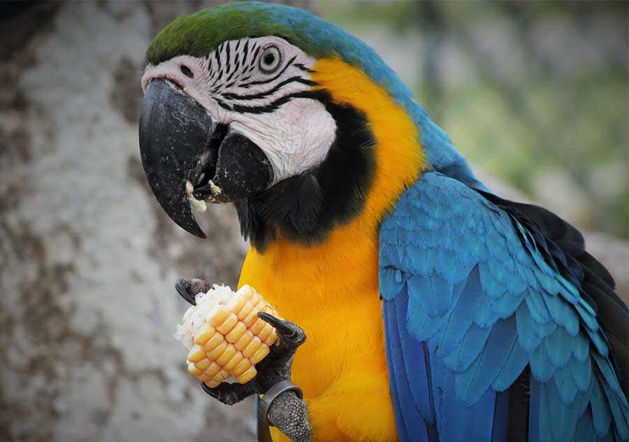 Blue & Golden Macaw