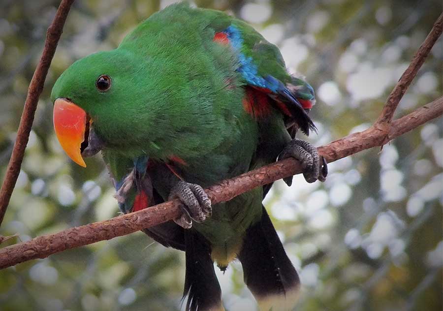 Eclecture Parrot