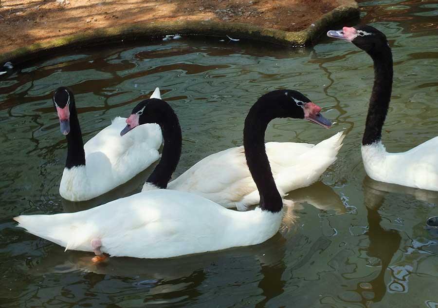 Black Necked Swan