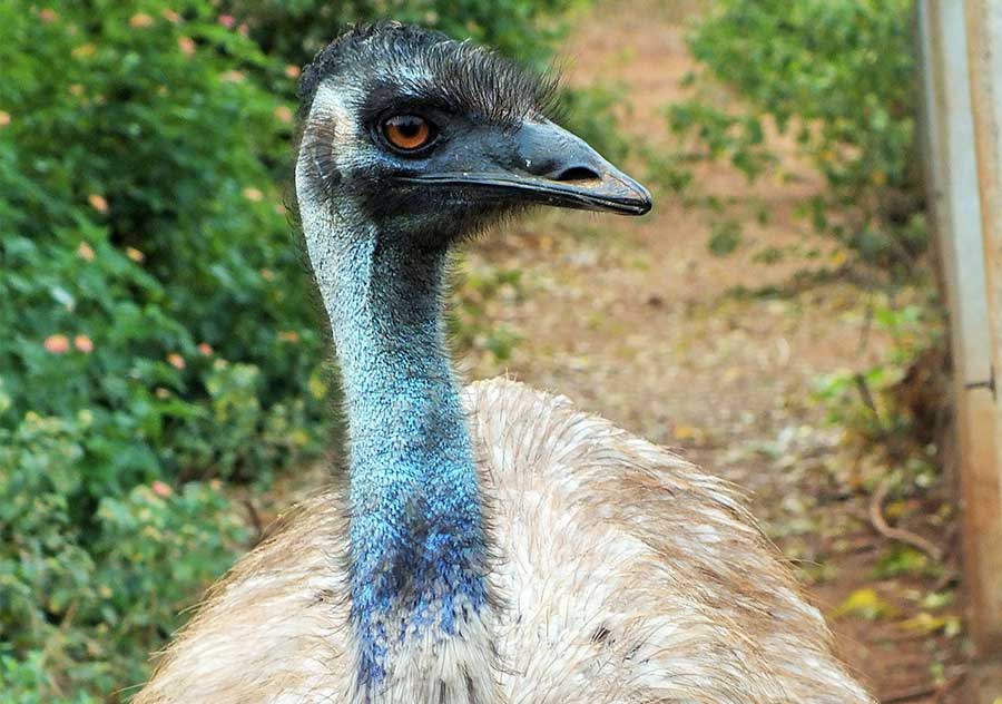 Emu