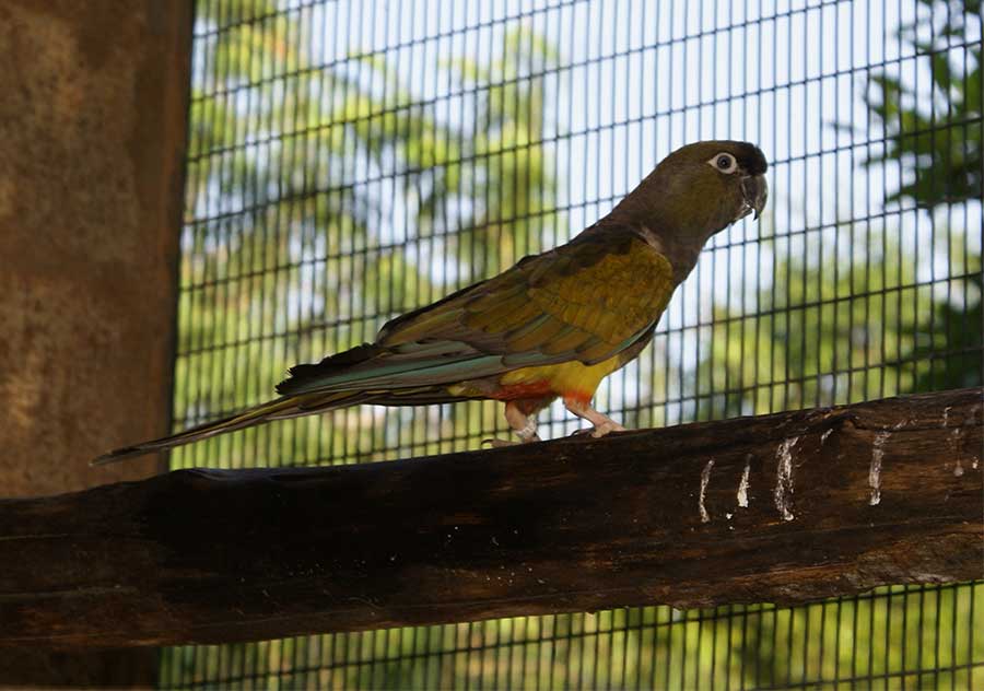 Patagonia Conure