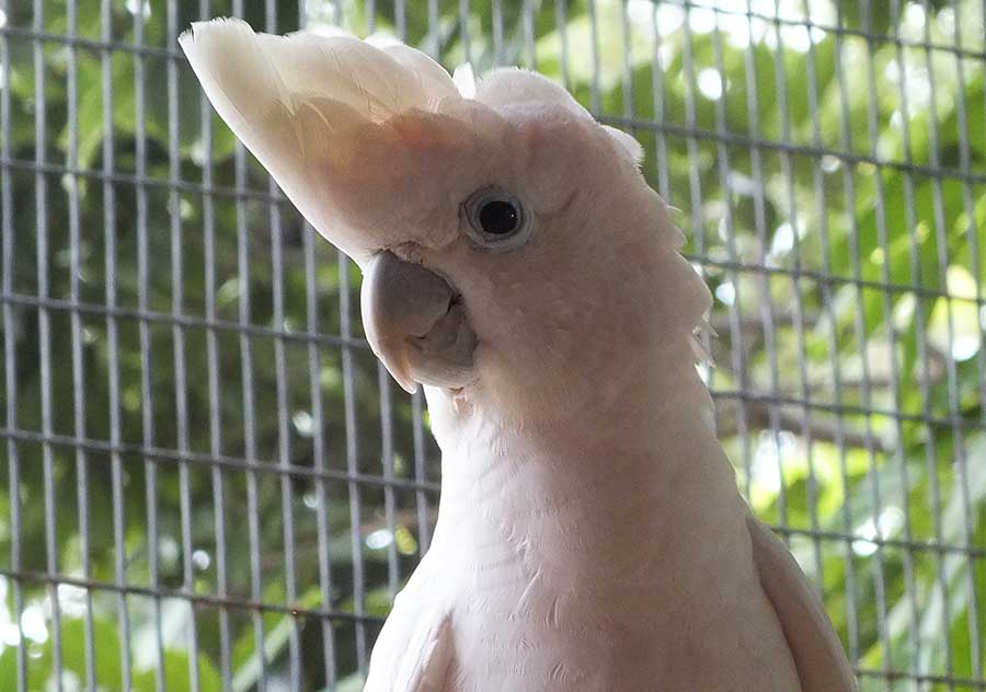 Ducops Cockatoo