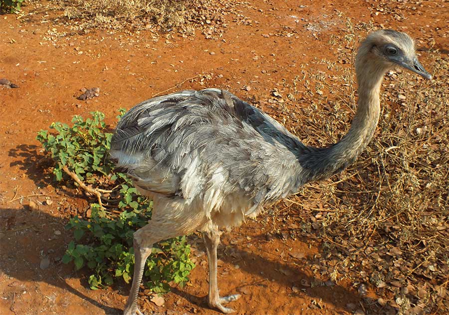 Gray Rhea