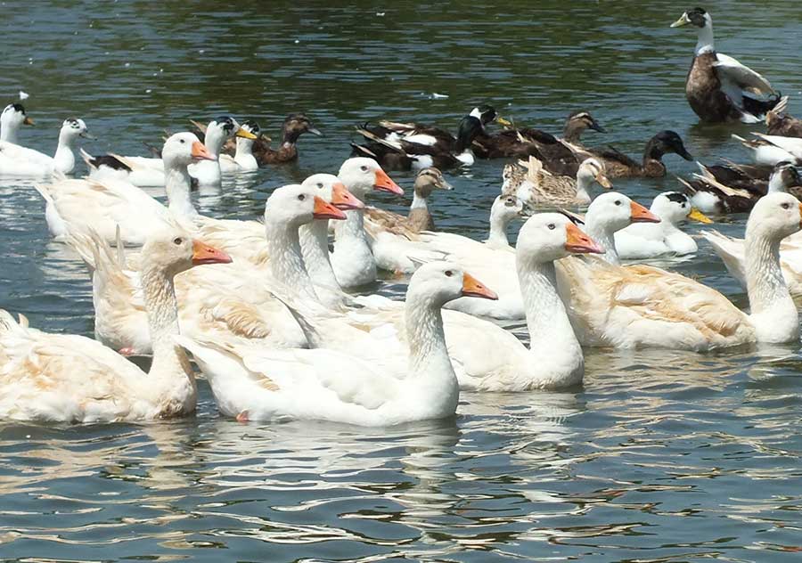 Embden Goose