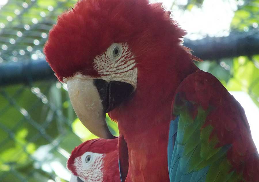 Green Winged Macaw