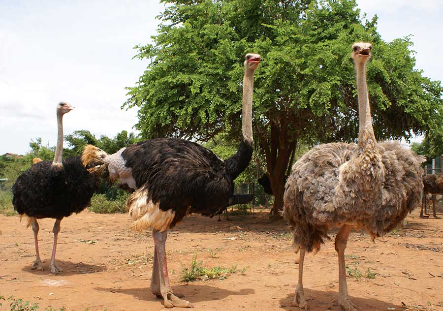 Ostrich