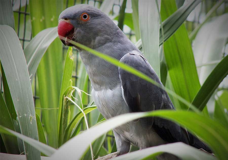 Grey Ringneck Parrot