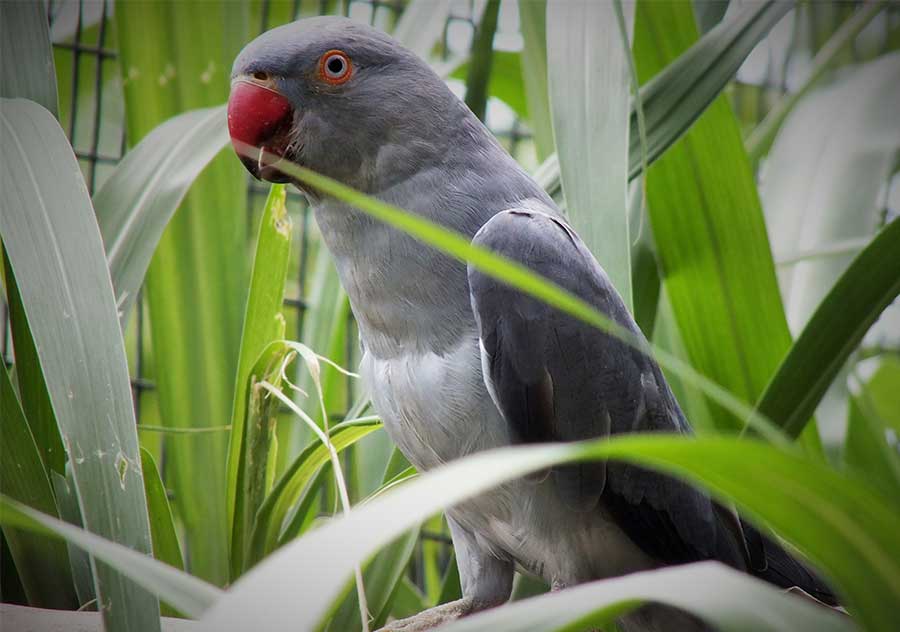 Ring necked Parrot 3