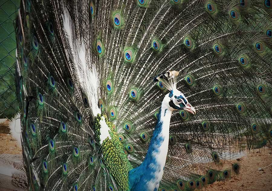 Pied Peacock
