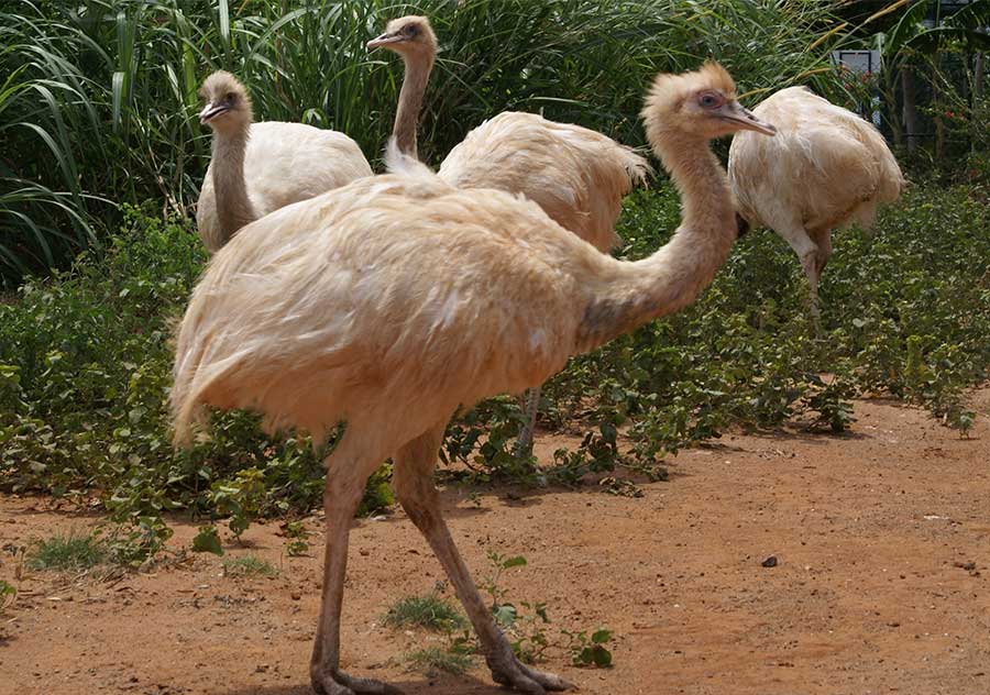 White Rhea