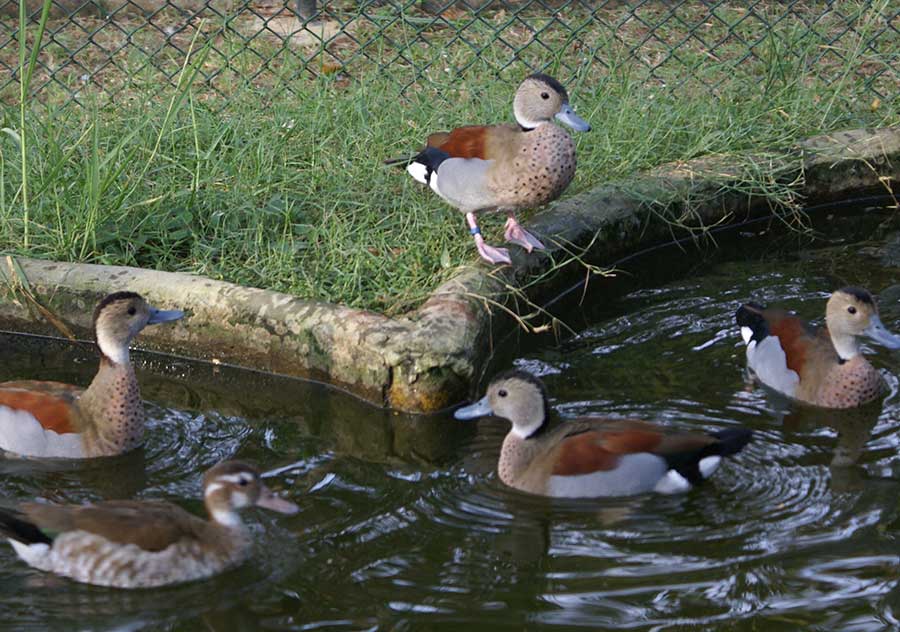 Mallard Duck