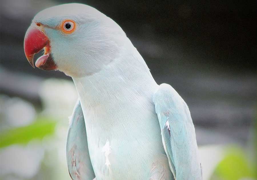 Ring necked Parrot 4