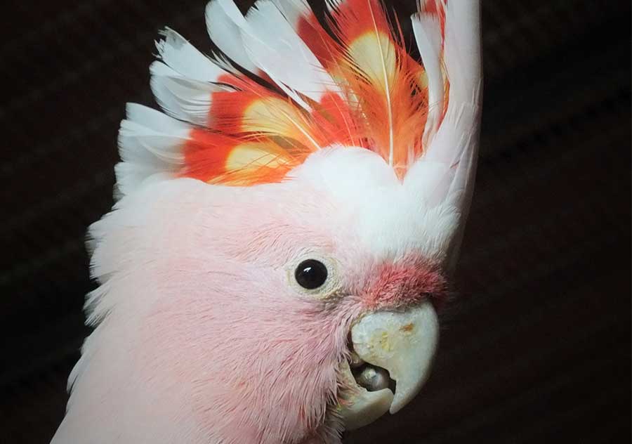 Major Mitchel Cockatoo