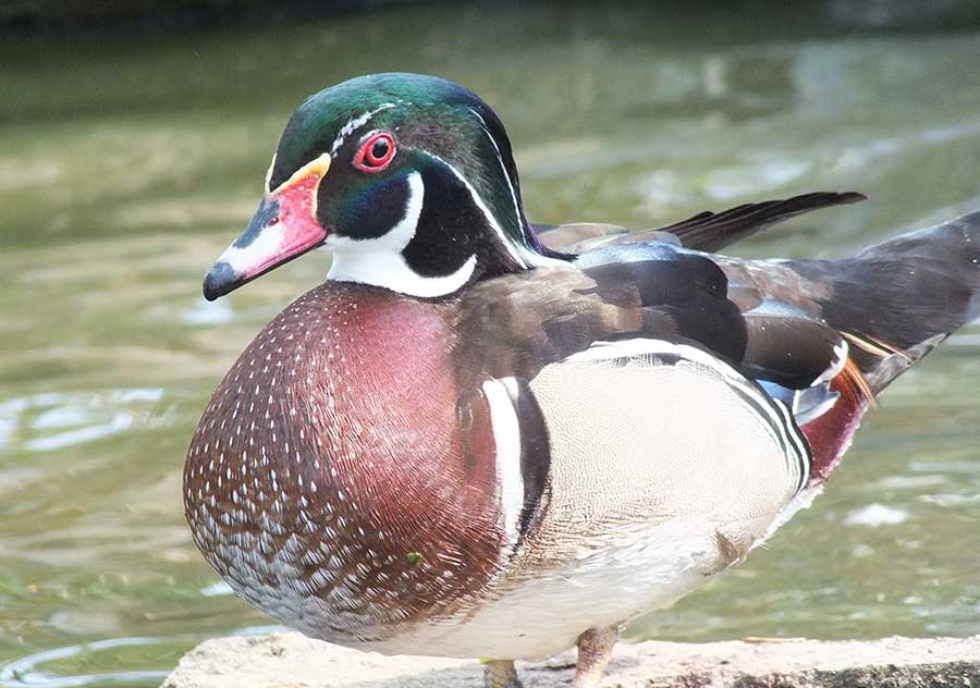 Wood Duck