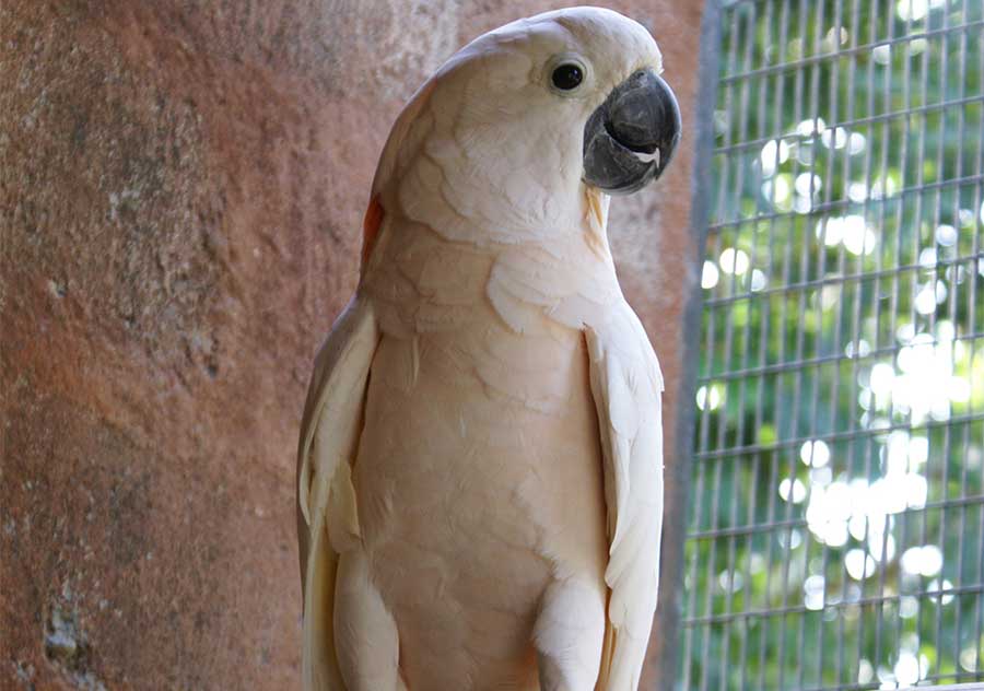 Mollucan Cockatoo