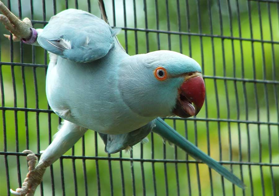 Ring necked Parrot