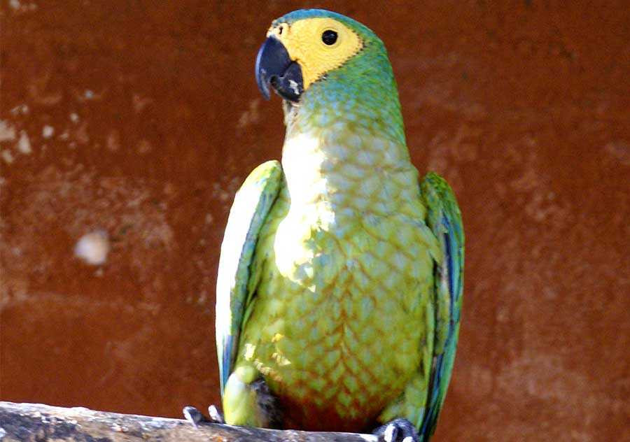 Red Bellied Macaw