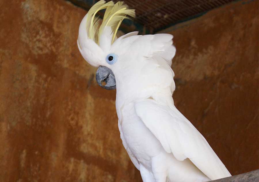 Suipher Chrested Cockatoo