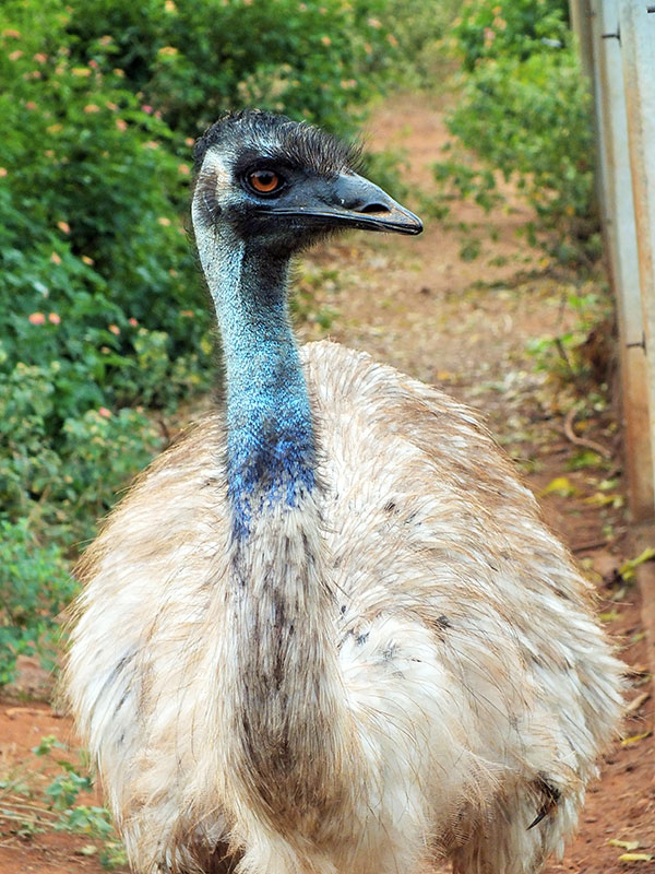 Emu