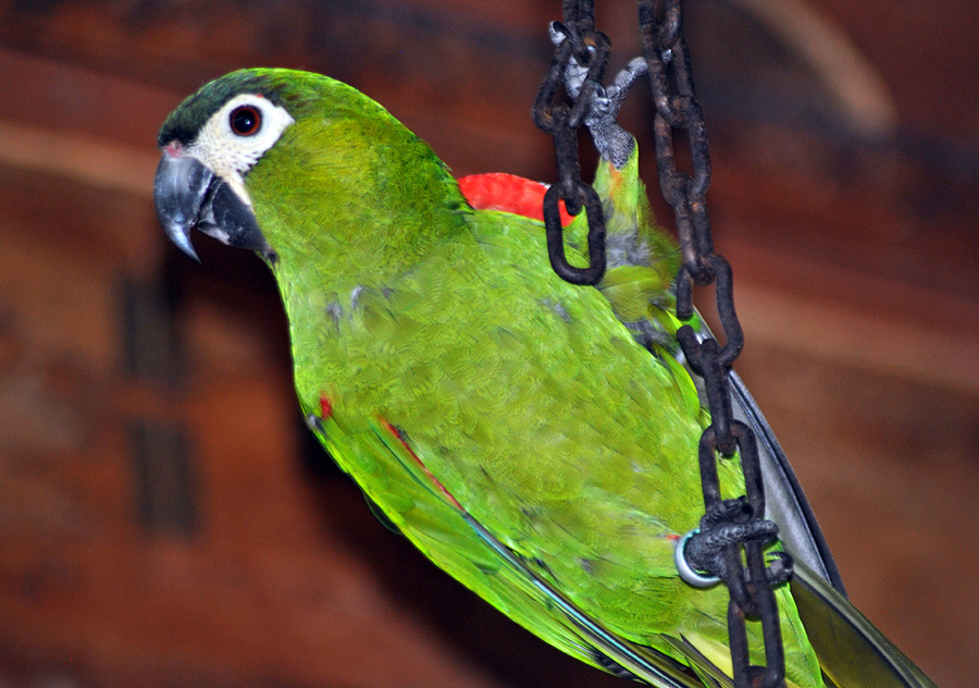 Hahn's Macaw (Diopsittaca Nobilis)