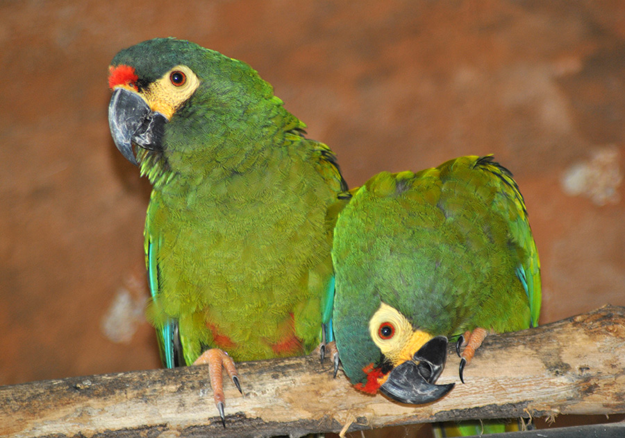Illiger's Macaw (Primolius Maracana)