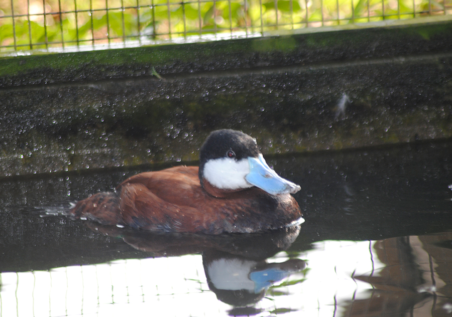 Ruddy Duck (Oxyura Jamaicensis)