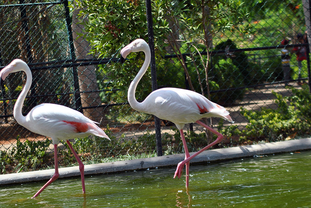 birds-park-hambantota