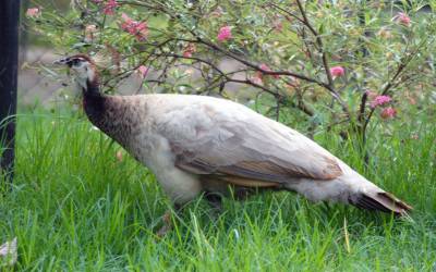 birds-park-hambantota