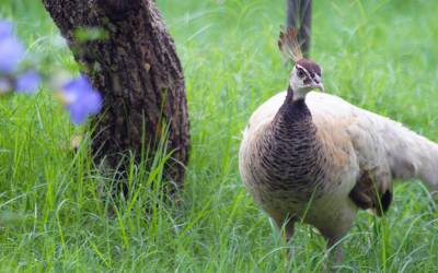 birds-park-hambantota