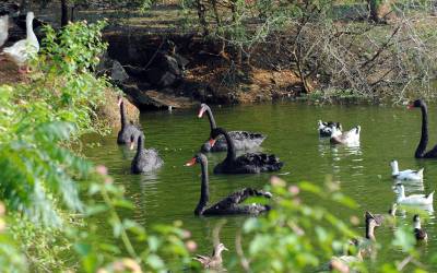 birds-park-hambantota