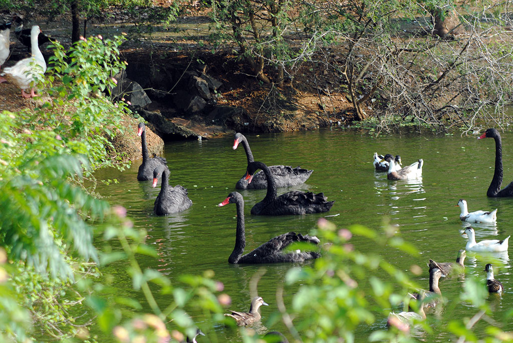 birds-park-hambantota