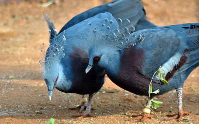 birds-park-hambantota
