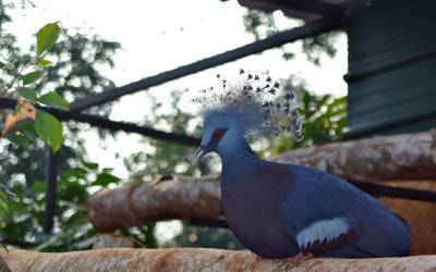 birds-park-hambantota