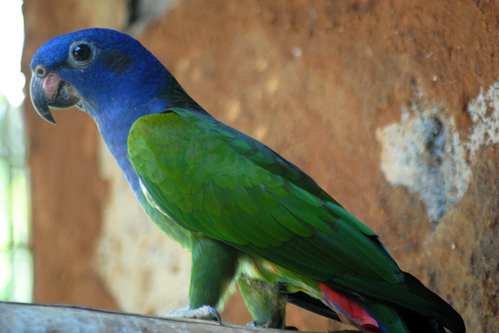 Blue Headed Parrot (Pionus Menstruus)