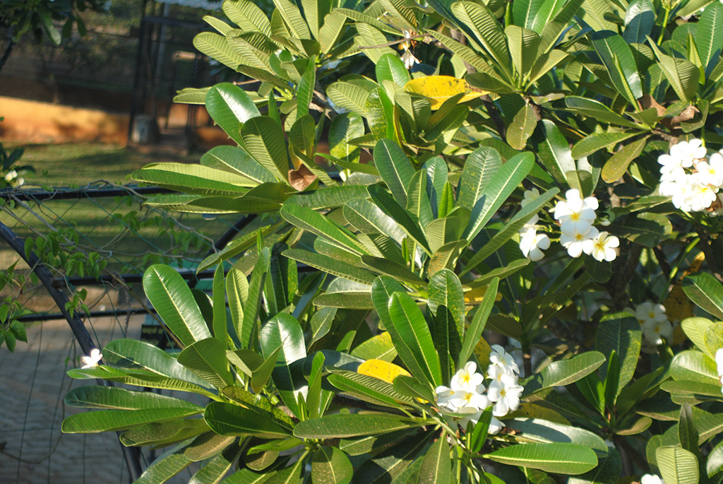 araliya-flower