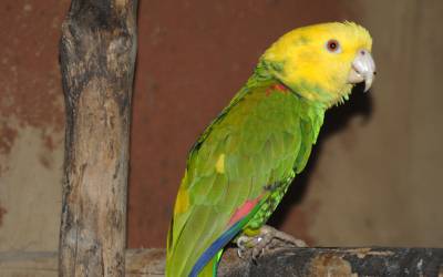 double-yellow-headed-amazona-oratrix