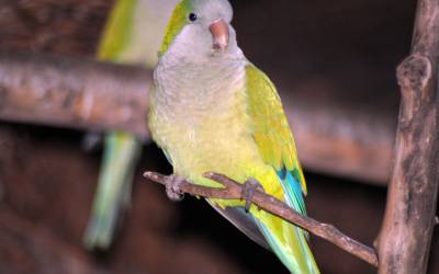 monk-parakeet