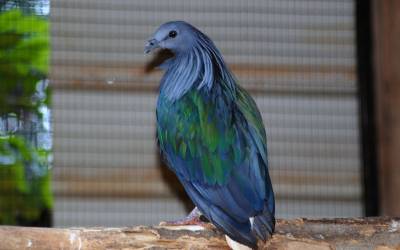 nicobar-pigeon