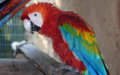 scarlet-macaw-ara-macao