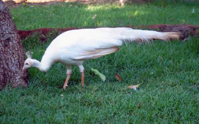 white-peacock