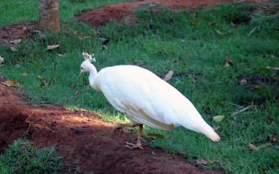 white-peacock