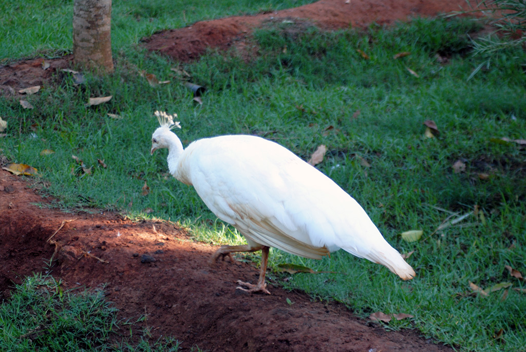 white-peacock