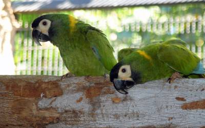 yellow-collared-macaw-primolius-auricollis