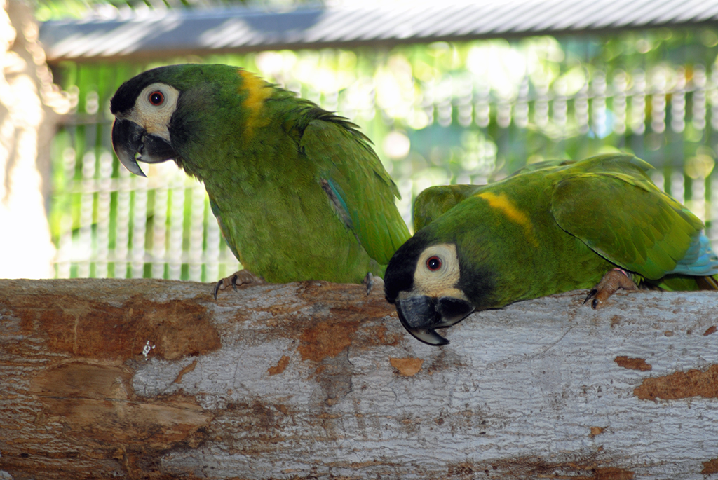 yellow-collared-macaw-primolius-auricollis