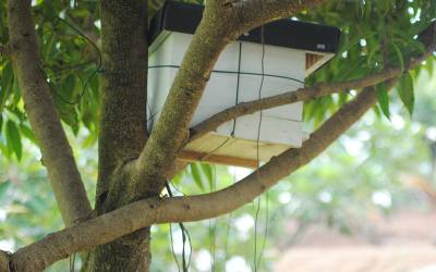 Birds-Park-birds-Nest