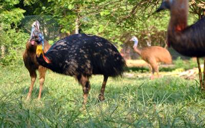 Cassowary-Disambiguation