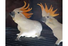 Citron Crested Cockatoo (Cacatua Sulphurea Citrinocristata)