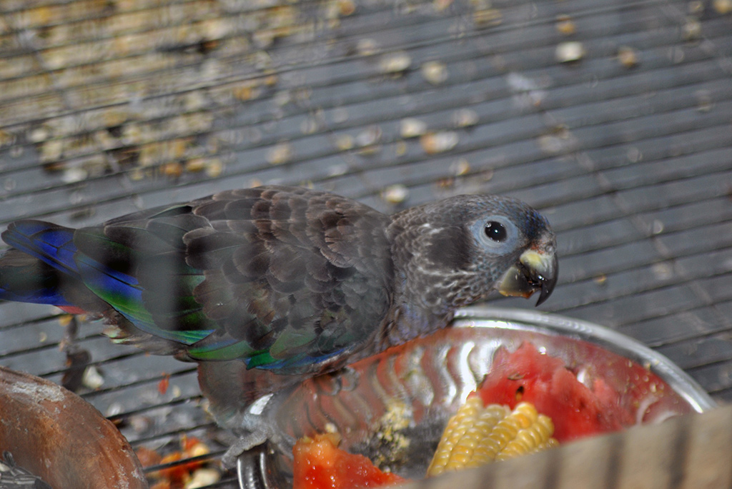 Dusky Parrot (Pionus Fuscus)