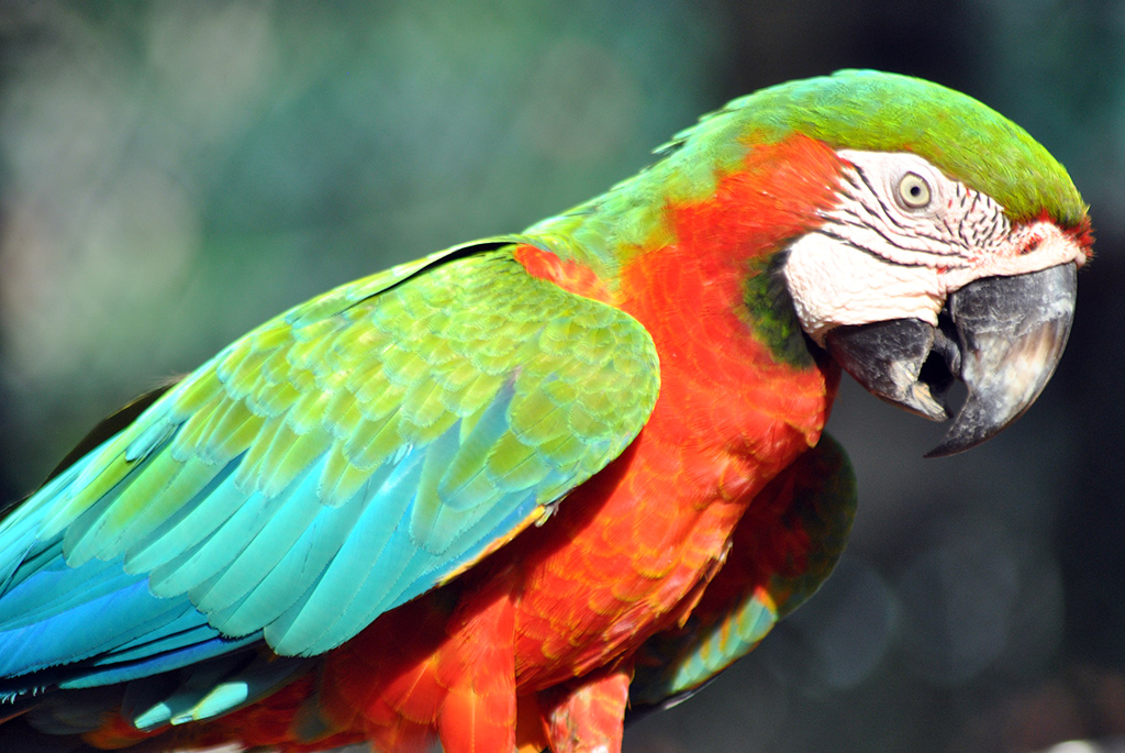 Harlequin-Macaw